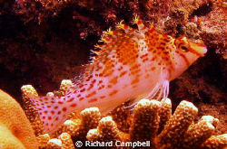 my crowns of color....sealife dc1000.. by Richard Campbell 